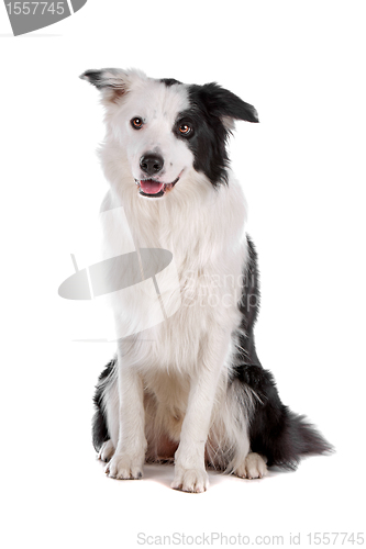 Image of border collie sheepdog