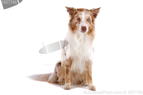 Image of border collie sheepdog