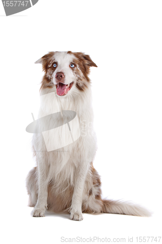 Image of border collie sheepdog