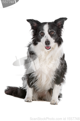 Image of border collie sheepdog