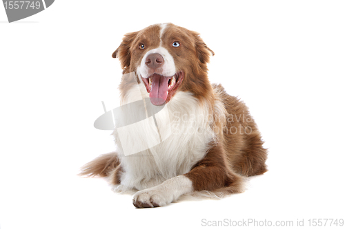 Image of border collie sheepdog