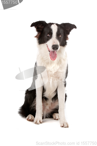 Image of border collie sheepdog