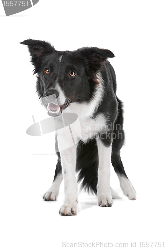 Image of border collie sheepdog