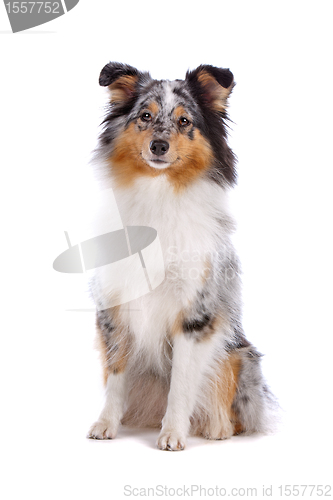 Image of Shetland Sheepdog, Sheltie