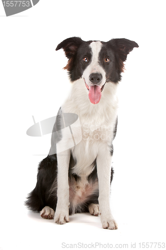 Image of border collie sheepdog