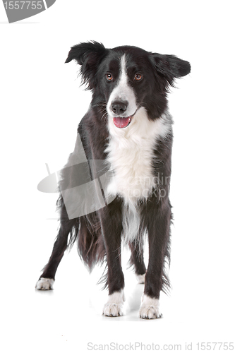 Image of border collie sheepdog