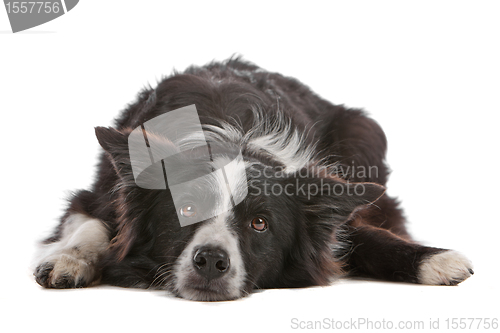 Image of border collie sheepdog