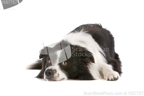 Image of border collie sheepdog