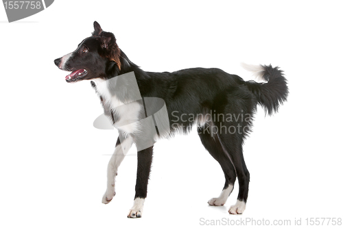 Image of border collie sheepdog