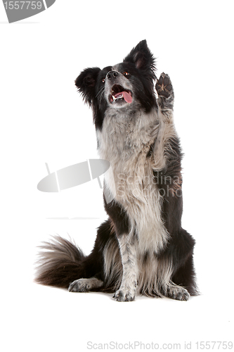 Image of border collie sheepdog