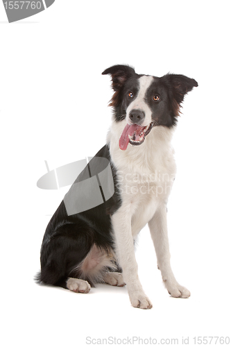 Image of border collie sheepdog