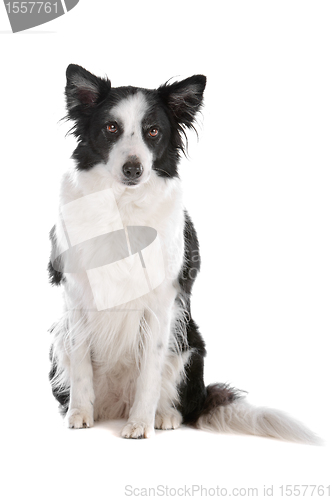 Image of border collie sheepdog