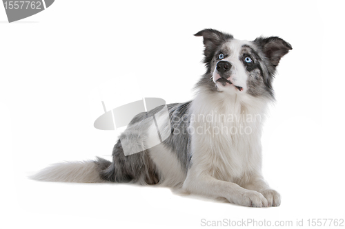 Image of border collie sheepdog