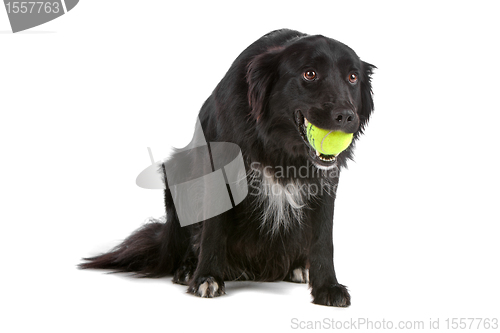 Image of border collie sheepdog