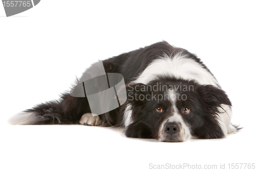 Image of border collie sheepdog