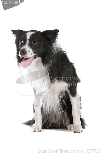 Image of border collie sheepdog