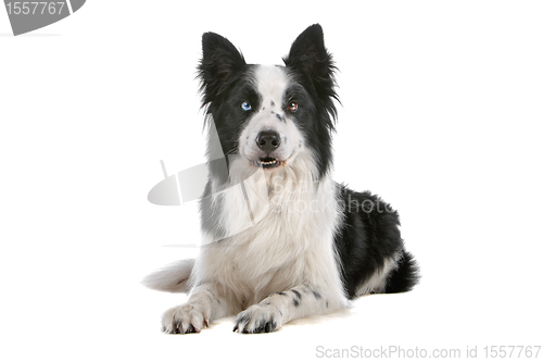 Image of border collie sheepdog