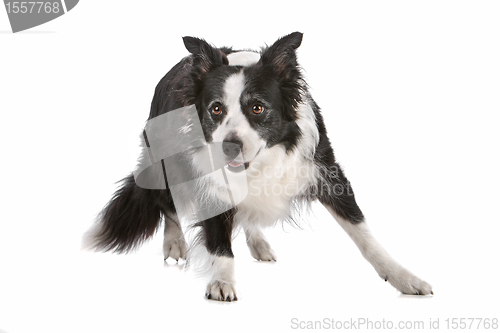 Image of border collie sheepdog