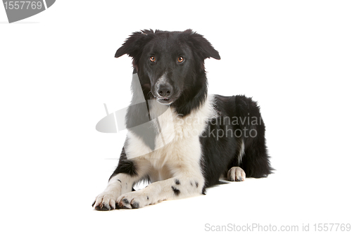 Image of border collie sheepdog