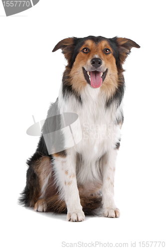 Image of border collie sheepdog