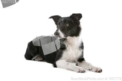 Image of border collie sheepdog