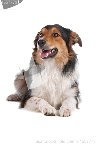 Image of border collie sheepdog