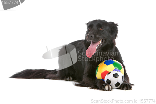 Image of border collie sheepdog