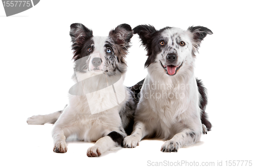 Image of two border collie sheepdogs