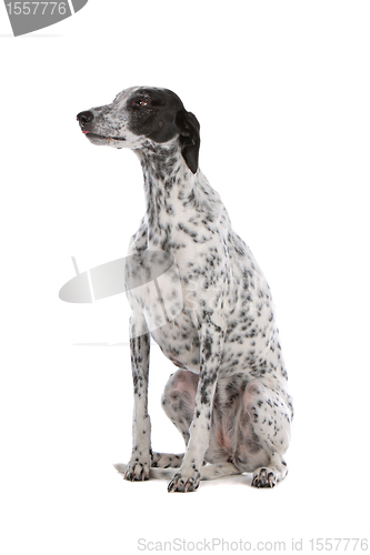 Image of white Greyhound dog with black spots