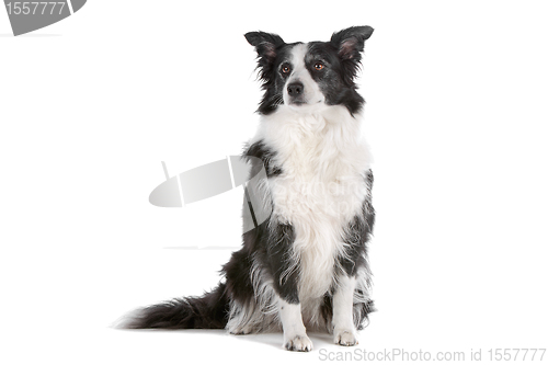 Image of border collie sheepdog