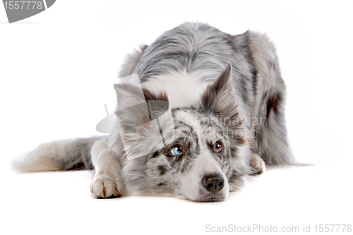 Image of border collie sheepdog