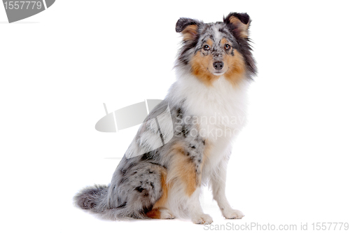 Image of Shetland Sheepdog, Sheltie