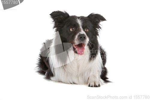 Image of border collie sheepdog