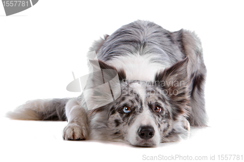 Image of border collie sheepdog