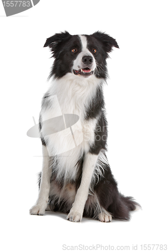 Image of border collie sheepdog