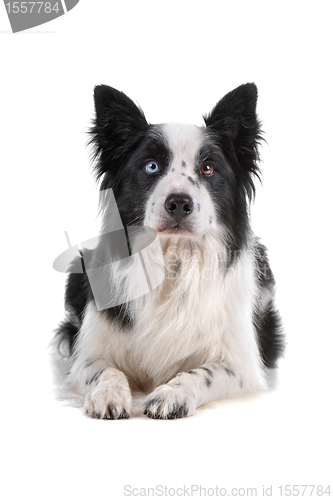 Image of border collie sheepdog