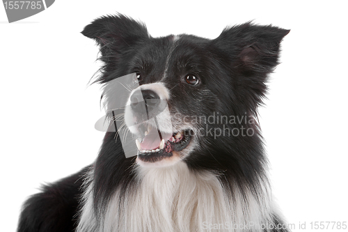 Image of border collie sheepdog