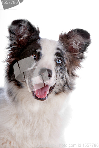 Image of border collie sheepdog