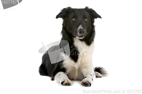 Image of border collie sheepdog