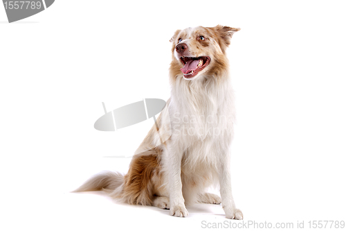 Image of border collie sheepdog