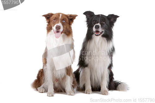 Image of two border collie sheepdogs