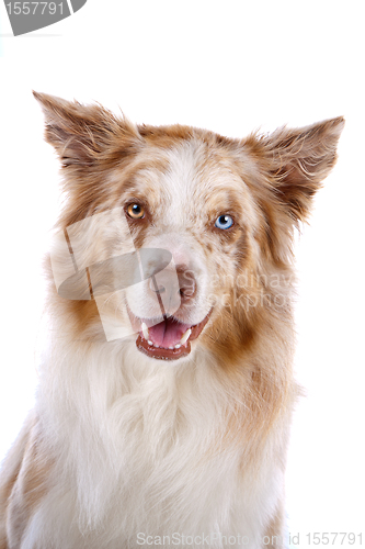 Image of border collie sheepdog