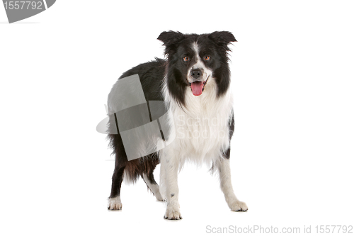 Image of border collie sheepdog