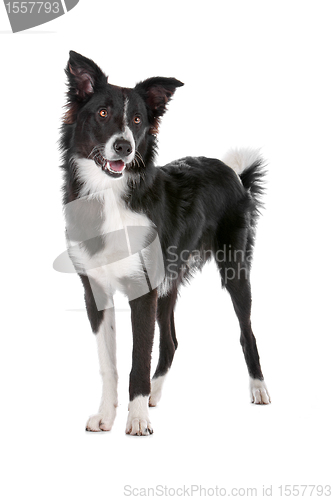 Image of border collie sheepdog