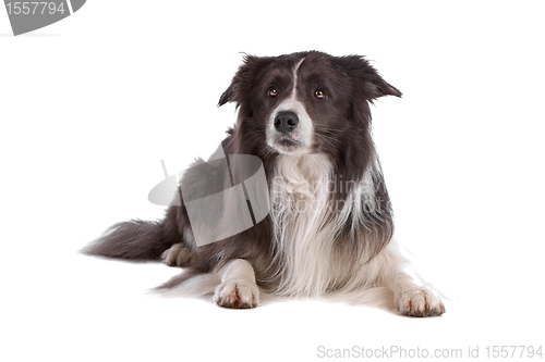 Image of border collie sheepdog