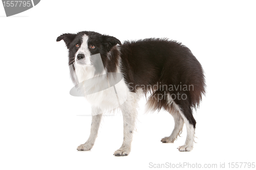 Image of border collie sheepdog