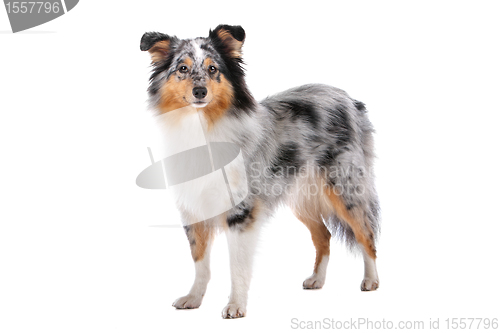 Image of Shetland Sheepdog, Sheltie