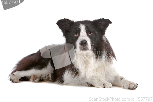 Image of border collie sheepdog