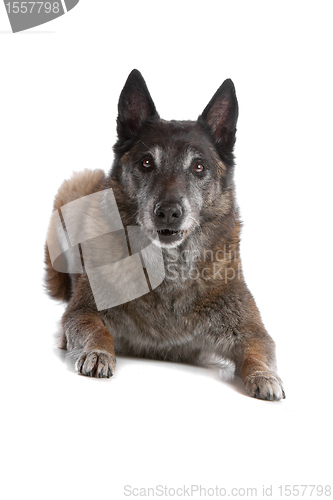 Image of old and grey Belgian Shepherd