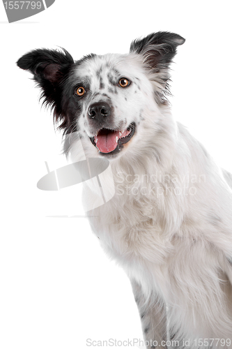 Image of border collie sheepdog